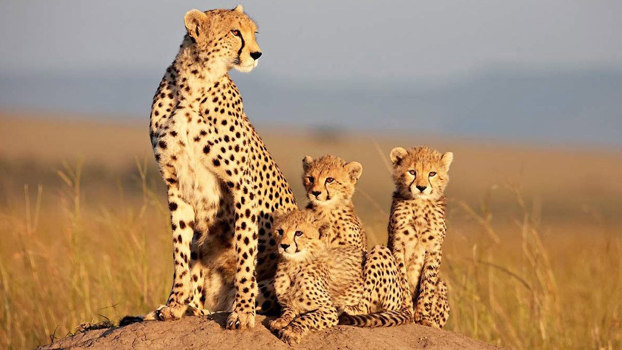 African Cats - Il regno del coraggio