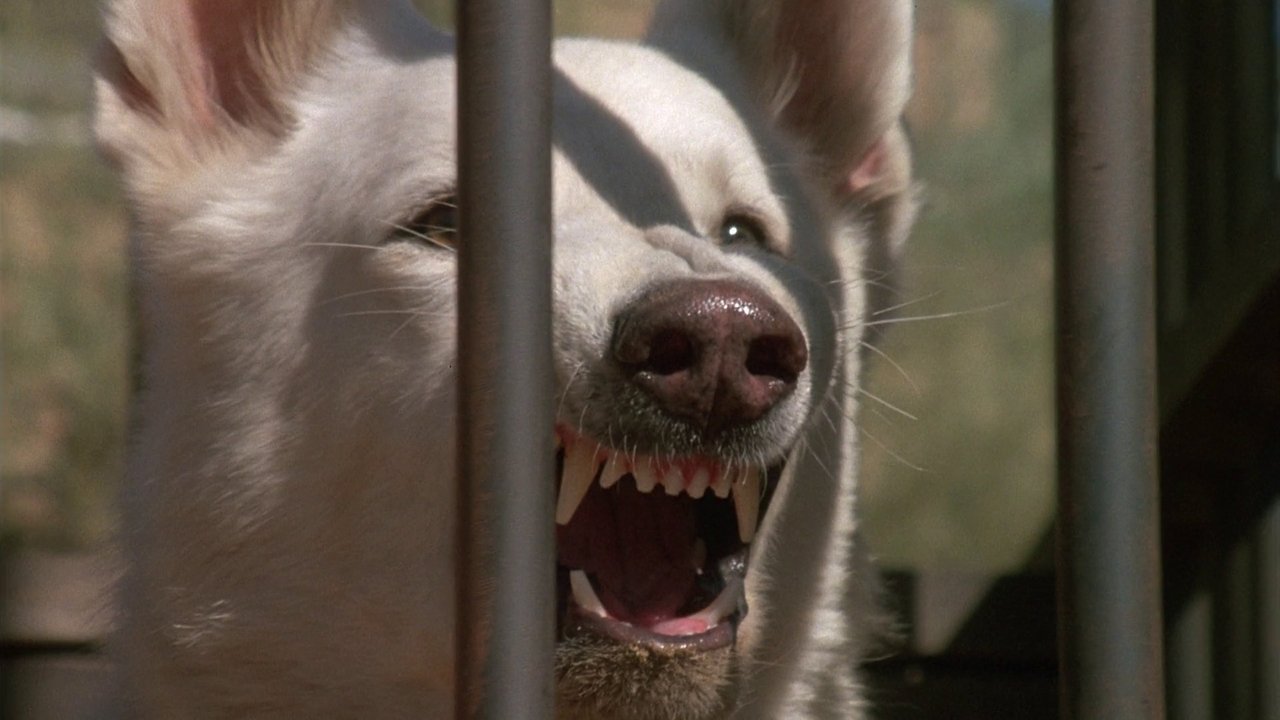 Cane bianco