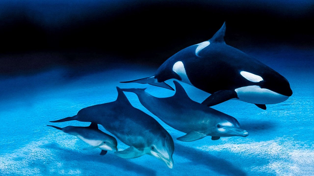 Delfini e balene - Le tribù degli oceani