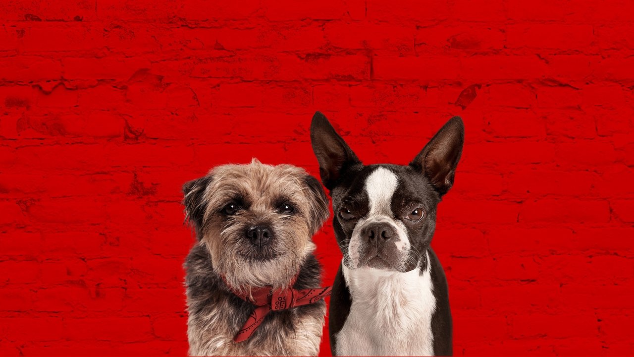 Doggy Style - Quei bravi randagi