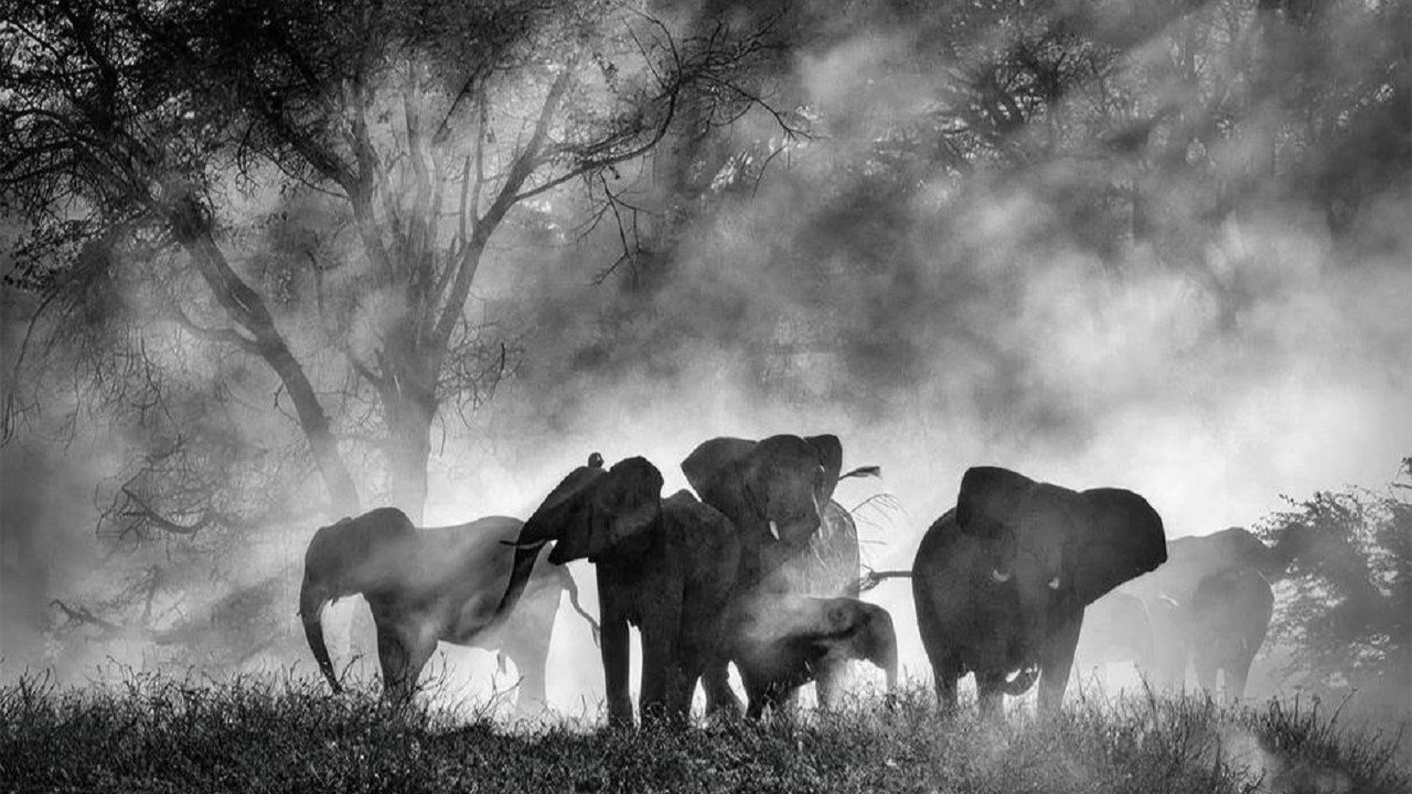 Ghost Elephants