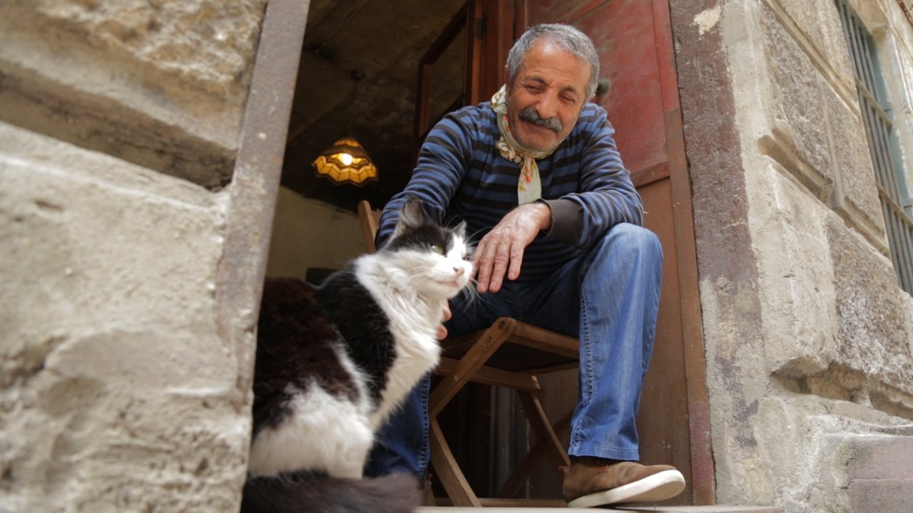 Kedi - La città dei gatti