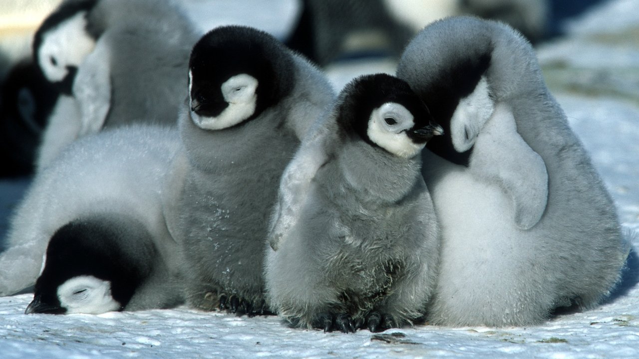 La marcia dei pinguini