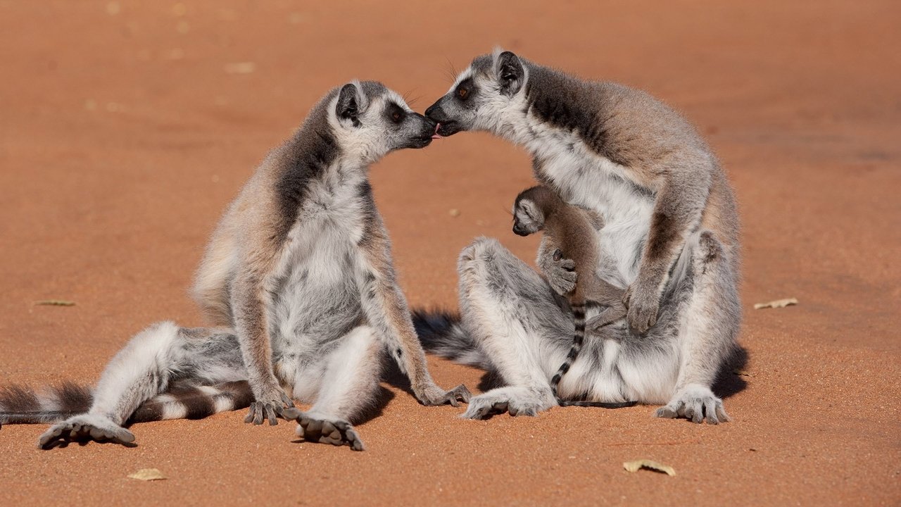 Madagascar: L'isola dei Lemuri