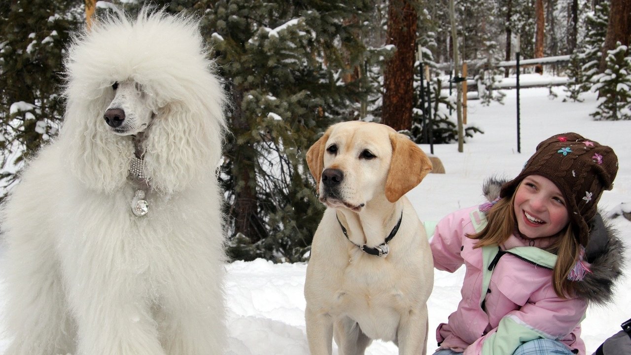 Mamma che Natale da cani!