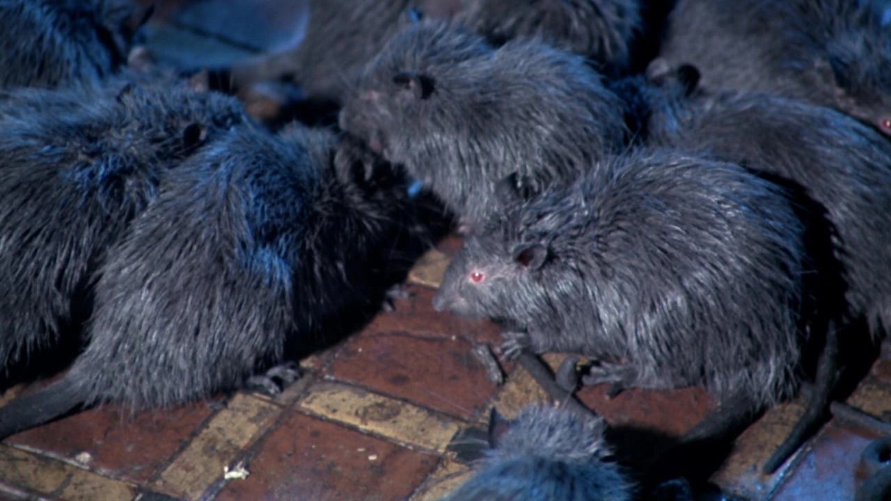Rats - Notte di terrore