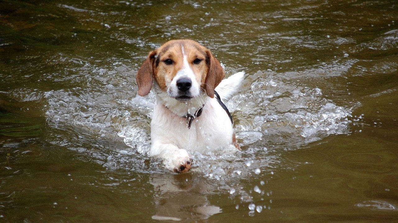 Shiloh, un cucciolo per amico