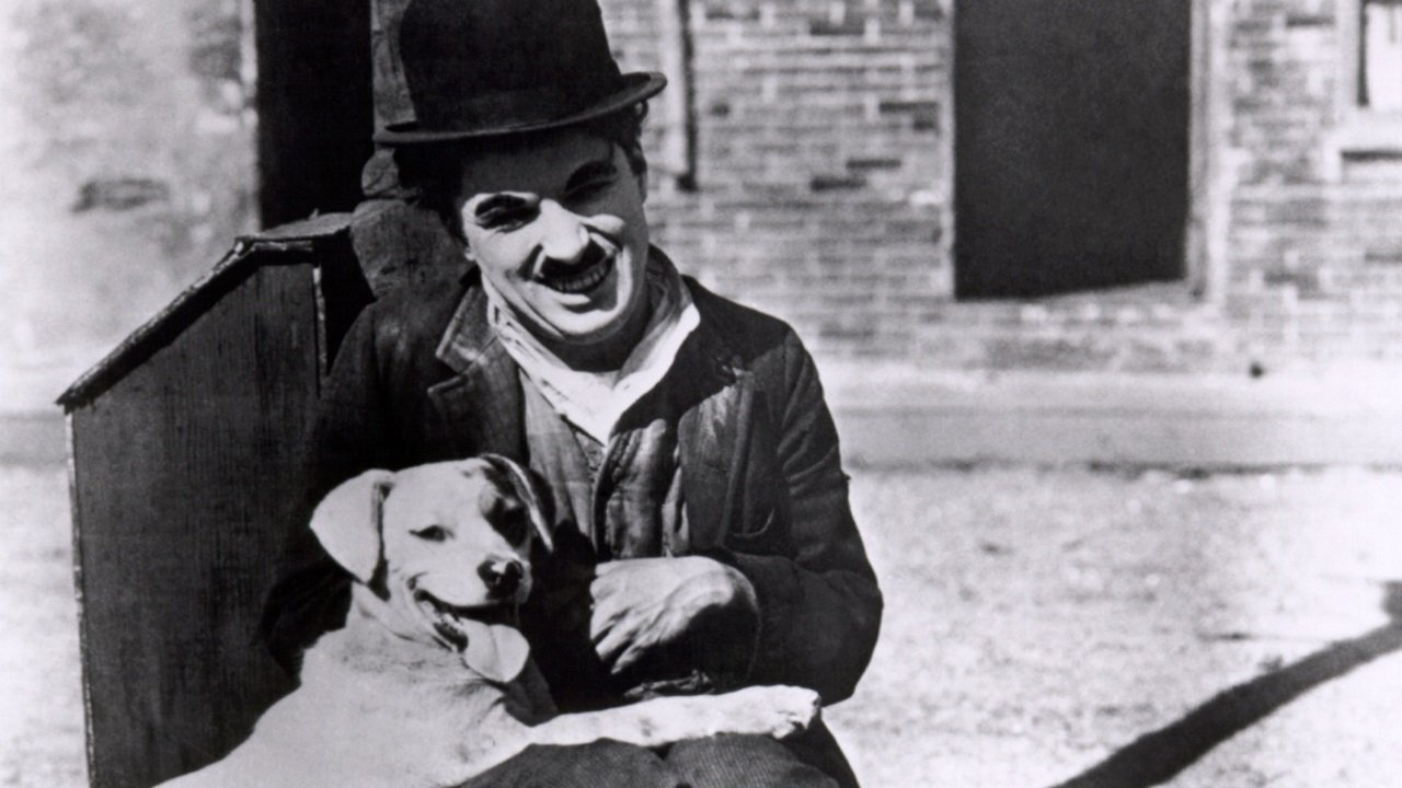Vita da cani