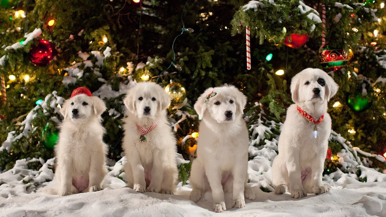 Zampa 2 - I cuccioli di Natale