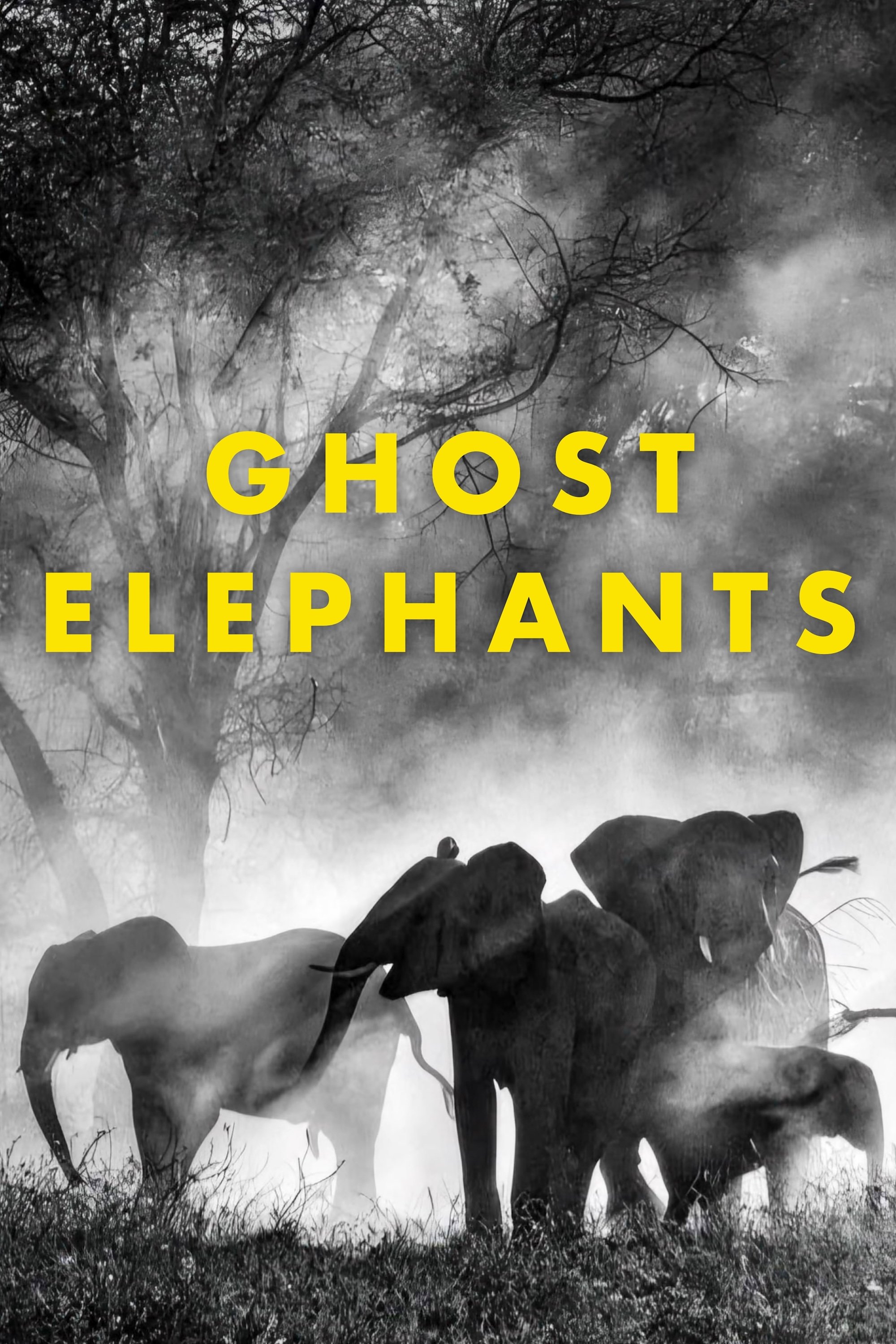 Locandina di Ghost Elephants